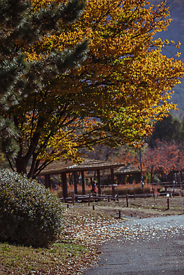 포토 JPG 주간 단풍 낙엽 단풍나무 사람없음 야외 가을풍경 가을 관목 정자 경기도 인천 아스팔트길 인천대공원 국내포토 자연요소 나무 건축물 계절 공원 길 잎 한국 풍경 파일형식 가을_계절