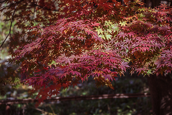 포토 JPG 주간 단풍 사람없음 야외 아웃포커스 가을풍경 가을 경기도 인천 인천대공원 국내포토 자연요소 계절 공원 잎 한국 촬영기법 풍경 파일형식 가을_계절
