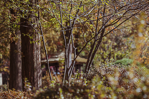 포토 JPG 주간 나무 사람없음 야외 아웃포커스 가을풍경 산책로 가을 소프트포커스 숲길 경기도 인천 인천대공원 국내포토 자연요소 식물 계절 공원 길 한국 촬영기법 풍경 파일형식 가을_계절