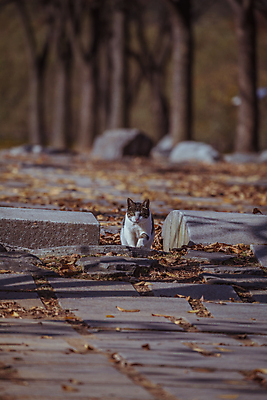포토 JPG 주간 한마리 사람없음 야외 아웃포커스 가을풍경 고양이 가을 경기도 인천 돌길 동물라이프 인천대공원 국내포토 자연요소 동물 1 라이프스타일 계절 공원 길 포유류 한국 촬영기법 풍경 반려동물 파일형식 가을_계절