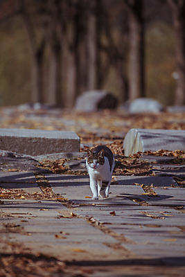 포토 JPG 주간 한마리 사람없음 야외 아웃포커스 가을풍경 고양이 가을 경기도 인천 돌길 동물라이프 인천대공원 국내포토 자연요소 동물 1 라이프스타일 계절 공원 길 포유류 한국 촬영기법 풍경 반려동물 파일형식 가을_계절