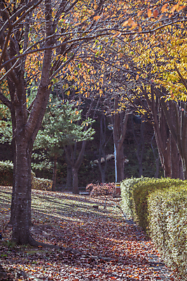 포토 JPG 주간 단풍 낙엽 단풍나무 사람없음 야외 가을풍경 산책로 가을 경기도 인천 인천대공원 국내포토 자연요소 나무 계절 공원 길 잎 한국 풍경 파일형식 가을_계절