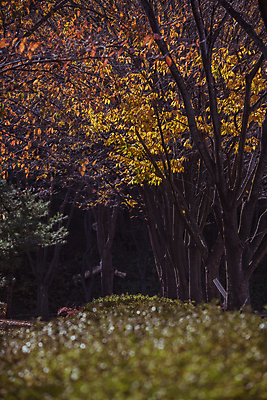 포토 JPG 주간 단풍 낙엽 단풍나무 사람없음 야외 가을풍경 산책로 가을 소프트포커스 경기도 인천 인천대공원 국내포토 자연요소 나무 계절 공원 길 잎 한국 촬영기법 풍경 파일형식 가을_계절