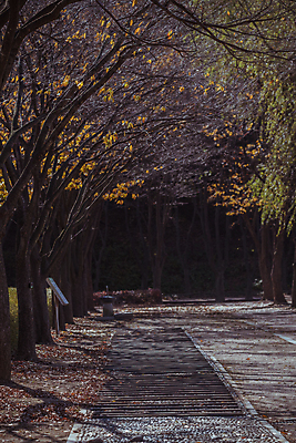 포토 JPG 주간 단풍나무 사람없음 야외 가을풍경 산책로 가을 표지판 경기도 인천 인천대공원 국내포토 자연요소 나무 계절 공원 길 단풍 한국 알림판 풍경 파일형식 가을_계절