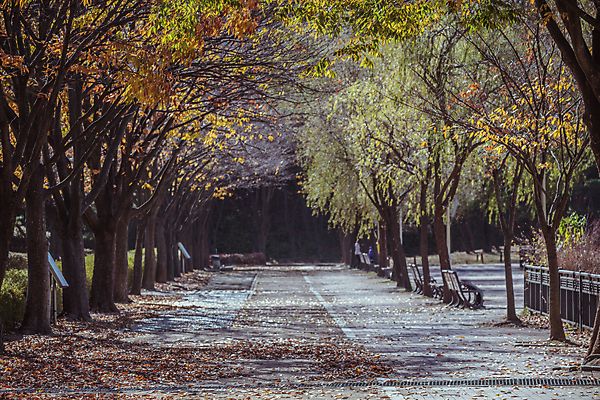 포토 JPG 주간 벤치 단풍나무 사람없음 야외 가을풍경 산책로 가을 경기도 인천 인천대공원 국내포토 자연요소 나무 계절 공원 길 단풍 의자 한국 풍경 파일형식 가을_계절