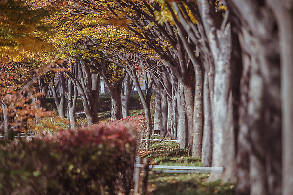 포토 JPG 주간 단풍나무 사람없음 야외 가을풍경 산책로 가을 소프트포커스 관목 숲길 경기도 인천 인천대공원 국내포토 자연요소 나무 계절 공원 길 단풍 한국 촬영기법 풍경 파일형식 가을_계절