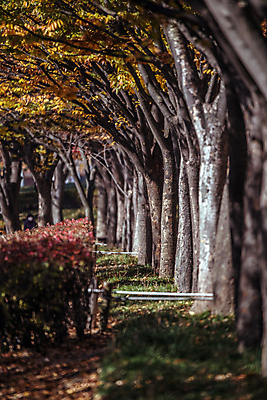 포토 JPG 주간 단풍나무 사람없음 야외 가을풍경 산책로 가을 소프트포커스 관목 숲길 경기도 인천 인천대공원 국내포토 자연요소 나무 계절 공원 길 단풍 한국 촬영기법 풍경 파일형식 가을_계절