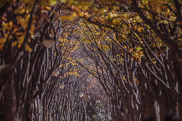 포토 JPG 주간 가로등 단풍나무 사람없음 야외 가을풍경 산책로 가을 숲길 경기도 인천 인천대공원 국내포토 자연요소 나무 계절 공원 공공시설 길 단풍 한국 풍경 파일형식 가을_계절