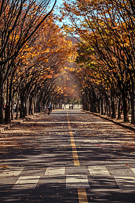 포토 JPG 주간 도로 단풍 단풍나무 사람없음 야외 가을풍경 가을 횡단보도 경기도 인천 인천대공원 국내포토 자연요소 나무 계절 공원 길 잎 교통시설 한국 풍경 보행로 파일형식 가을_계절