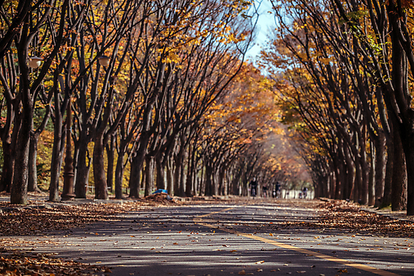 포토 JPG 주간 도로 단풍 단풍나무 사람없음 야외 가을풍경 가을 경기도 인천 인천대공원 국내포토 자연요소 나무 계절 공원 길 잎 교통시설 한국 풍경 파일형식 가을_계절
