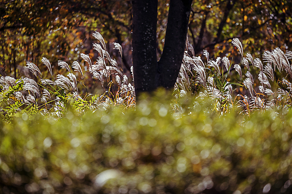 포토 JPG 주간 나무 사람없음 야외 가을풍경 가을 소프트포커스 숲 억새 경기도 인천 인천대공원 국내포토 자연요소 식물 계절 공원 한국 촬영기법 풍경 파일형식 가을_계절