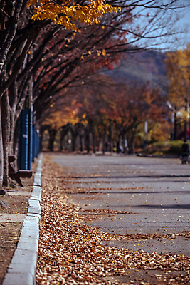 포토 JPG 주간 도로 낙엽 사람없음 야외 아웃포커스 가을풍경 가을 경기도 인천 인천대공원 국내포토 자연요소 계절 공원 길 잎 교통시설 한국 촬영기법 풍경 파일형식 가을_계절
