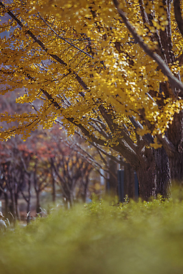 포토 JPG 주간 사람없음 야외 아웃포커스 가을풍경 가을 소프트포커스 관목 은행잎 은행나무 경기도 인천 인천대공원 국내포토 자연요소 나무 계절 공원 잎 한국 촬영기법 풍경 파일형식 가을_계절
