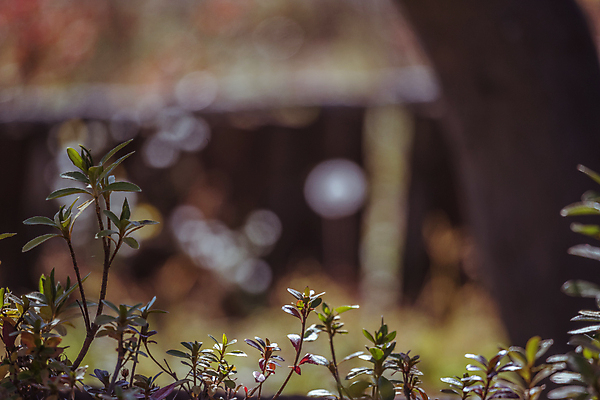 포토 JPG 주간 근접촬영 사람없음 야외 아웃포커스 가을풍경 가을 관목 보케 경기도 인천 인천대공원 국내포토 자연요소 나무 계절 공원 뷰포인트 한국 촬영기법 풍경 파일형식 가을_계절