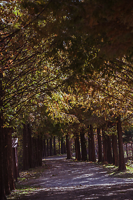 포토 JPG 주간 사람없음 야외 가을풍경 산책로 가을 숲길 경기도 인천 메타세콰이어 메타세콰이어길 인천대공원 국내포토 자연요소 나무 계절 공원 길 한국 풍경 파일형식 가을_계절
