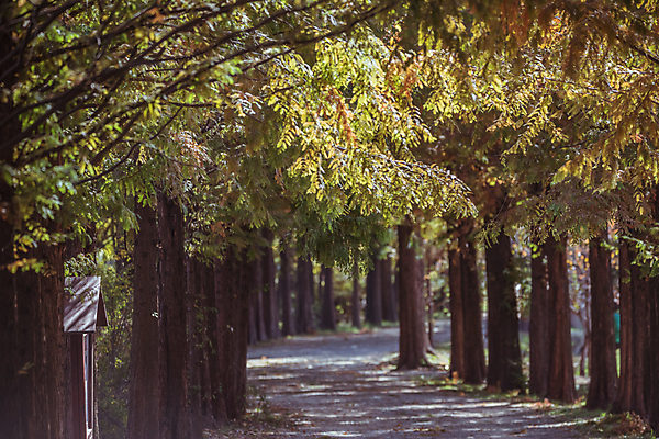 포토 JPG 주간 사람없음 야외 가을풍경 산책로 가을 숲길 경기도 인천 메타세콰이어 메타세콰이어길 인천대공원 국내포토 자연요소 나무 계절 공원 길 한국 풍경 파일형식 가을_계절