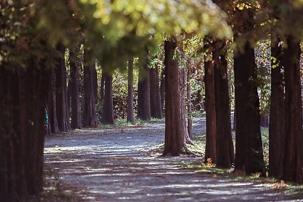 포토 JPG 주간 사람없음 야외 가을풍경 산책로 가을 소프트포커스 숲길 경기도 인천 메타세콰이어 메타세콰이어길 인천대공원 국내포토 자연요소 나무 계절 공원 길 한국 촬영기법 풍경 파일형식 가을_계절