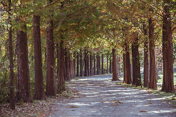 포토 JPG 주간 사람없음 야외 가을풍경 산책로 가을 숲길 경기도 인천 메타세콰이어 메타세콰이어길 인천대공원 국내포토 자연요소 나무 계절 공원 길 한국 풍경 파일형식 가을_계절