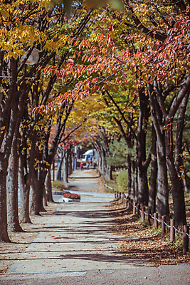 포토 JPG 주간 단풍 사람없음 야외 아웃포커스 가을풍경 산책로 가을 숲길 경기도 인천 인천대공원 국내포토 자연요소 계절 공원 길 잎 한국 촬영기법 풍경 파일형식 가을_계절