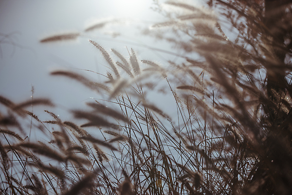 포토 JPG 주간 하늘 갈대 근접촬영 사람없음 야외 햇빛 가을풍경 가을 소프트포커스 경기도 시흥 갯골생태공원 국내포토 자연요소 식물 계절 뷰포인트 한국 촬영기법 풍경 태양 파일형식 가을_계절