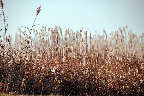포토 JPG 주간 하늘 갈대 사람없음 야외 가을풍경 가을 억새 갈대밭 경기도 억새밭 시흥 갯골생태공원 국내포토 자연요소 식물 계절 한국 풍경 파일형식 가을_계절 갈대_식물