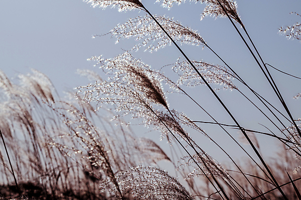 포토 JPG 주간 하늘 근접촬영 사람없음 야외 가을풍경 가을 억새 경기도 시흥 갯골생태공원 국내포토 자연요소 식물 계절 뷰포인트 한국 풍경 파일형식 가을_계절