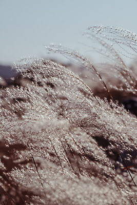 포토 JPG 주간 근접촬영 사람없음 야외 아웃포커스 가을풍경 가을 억새 경기도 시흥 갯골생태공원 국내포토 자연요소 식물 계절 뷰포인트 한국 촬영기법 풍경 파일형식 가을_계절