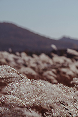 포토 JPG 주간 사람없음 야외 아웃포커스 가을풍경 가을 억새 경기도 억새밭 시흥 갯골생태공원 국내포토 자연요소 식물 계절 한국 촬영기법 풍경 파일형식 가을_계절