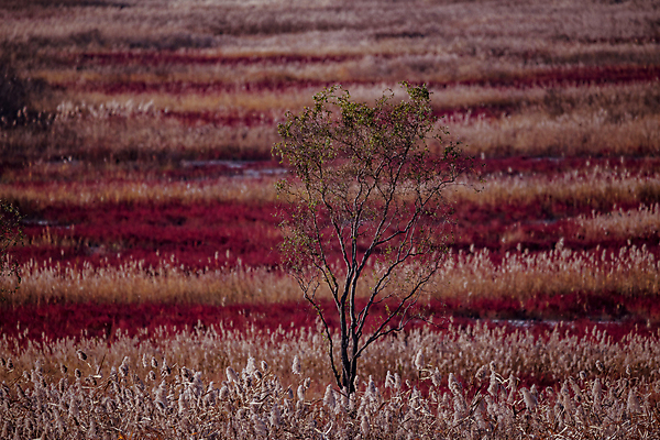 포토 JPG 주간 나무 한그루 사람없음 야외 가을풍경 가을 억새 경기도 억새밭 시흥 갯골생태공원 국내포토 자연요소 식물 1 계절 한국 풍경 파일형식 가을_계절