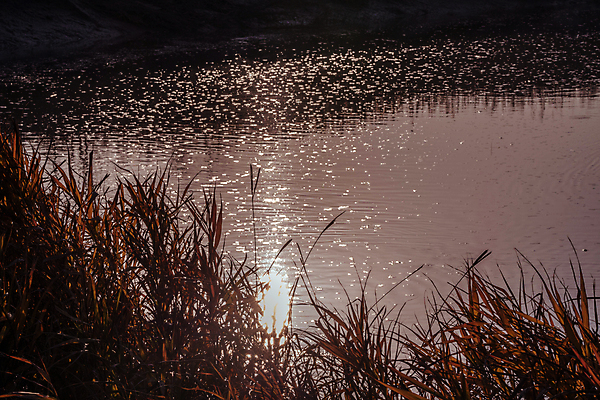 포토 JPG 주간 호수 사람없음 야외 햇빛 반사 가을풍경 일몰 가을 풀 경기도 시흥 갯골생태공원 국내포토 자연요소 식물 계절 한국 풍경 태양 노을 파일형식 가을_계절