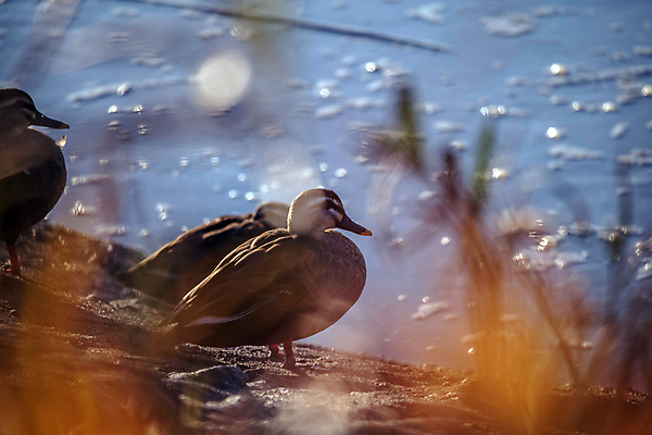 포토 JPG 주간 호수 오리 세마리 근접촬영 사람없음 야외 빛 가을풍경 가을 소프트포커스 보케 경기도 시흥 갯골생태공원 국내포토 자연요소 계절 뷰포인트 조류 한국 촬영기법 3 풍경 파일형식 가을_계절