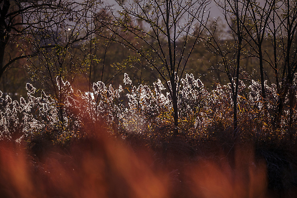포토 JPG 주간 나무 사람없음 야외 가을풍경 일몰 가을 소프트포커스 억새 경기도 시흥 갯골생태공원 국내포토 자연요소 식물 계절 한국 촬영기법 풍경 노을 파일형식 가을_계절