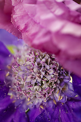 포토 JPG 꽃잎 근접촬영 사람없음 꽃술_꽃 소프트포커스 대칭 솔채꽃 일산 국내포토 꽃 뷰포인트 촬영기법 경기도 파일형식