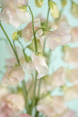 포토 JPG 줄기 꽃다발 실내 근접촬영 사람없음 아웃포커스 소프트포커스 파란배경 부드러움 스위트피 일산 국내포토 식물 꽃 뷰포인트 백그라운드 촬영기법 내부 파란색 감각 경기도 파일형식