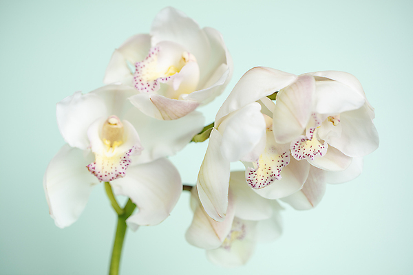 포토 JPG 줄기 실내 사람없음 우아함 파란배경 난초꽃 서양난 양란 일산 국내포토 식물 꽃 백그라운드 컨셉 내부 파란색 난초 경기도 파일형식