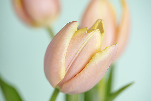 포토 JPG 실내 근접촬영 사람없음 아웃포커스 튤립 파란배경 일산 국내포토 꽃 뷰포인트 백그라운드 촬영기법 내부 파란색 경기도 파일형식