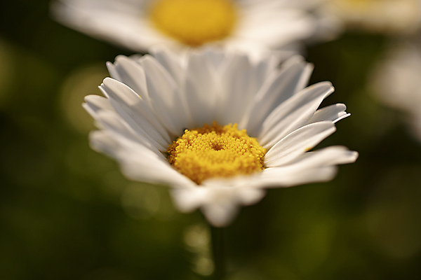 포토 JPG 근접촬영 사람없음 야외 아웃포커스 일몰 데이지 담양 국내포토 꽃 뷰포인트 촬영기법 노을 전라남도 파일형식