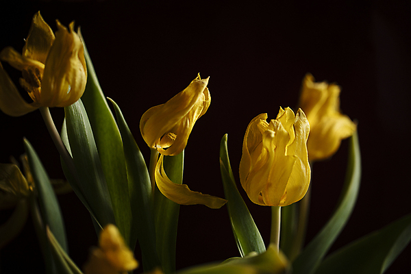 포토 JPG 잎 검은배경 실내 사람없음 노란색 튤립 시들음 일산 국내포토 식물 꽃 컬러 백그라운드 내부 검은색 경기도 파일형식