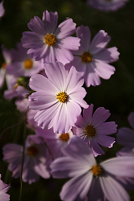 포토 JPG 검은배경 실내 사람없음 가을 코스모스 안양 국내포토 계절 꽃 백그라운드 내부 검은색 경기도 파일형식