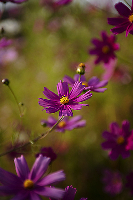 포토 JPG 주간 사람없음 야외 아웃포커스 가을 코스모스 안양 국내포토 자연요소 계절 꽃 촬영기법 경기도 파일형식