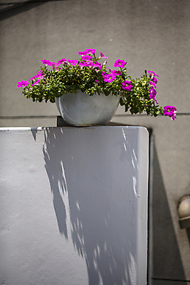 포토 JPG 주간 화분 서울 그림자 사람없음 야외 햇빛 골목길 나팔꽃 국내포토 자연요소 꽃 길 한국 태양 파일형식