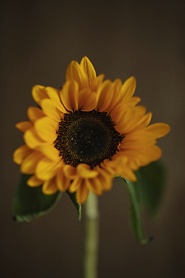 포토 JPG 한송이 해바라기 실내 사람없음 과천 갈색배경 국내포토 1 꽃 백그라운드 내부 갈색 송이 경기도 파일형식