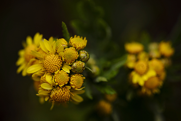 포토 JPG 주간 실내 사람없음 야외 아웃포커스 감국 일산 국내포토 자연요소 꽃 촬영기법 내부 경기도 파일형식