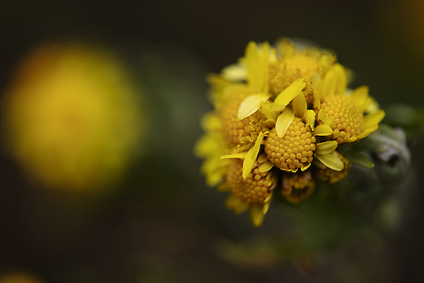 포토 JPG 주간 실내 사람없음 야외 아웃포커스 감국 일산 국내포토 자연요소 꽃 촬영기법 내부 경기도 파일형식