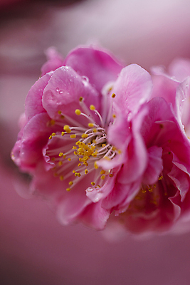 포토 JPG 주간 한송이 서울 사람없음 야외 아웃포커스 물방울 꽃술_꽃 빗방울 화사함 홍매화 덕수궁 만개 국내포토 자연요소 1 꽃 컨셉 한국 촬영기법 궁전 비_날씨 매화 송이 파일형식