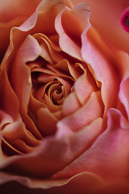 포토 JPG 꽃잎 한송이 서울 근접촬영 사람없음 장미 국내포토 1 꽃 뷰포인트 한국 송이 파일형식