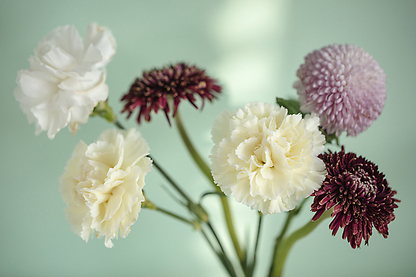 포토 JPG 꽃다발 실내 사람없음 달리아 카네이션 일산 민트색배경 국내포토 꽃 백그라운드 내부 경기도 민트색 파일형식