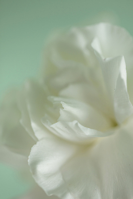 포토 JPG 꽃잎 한송이 실내 근접촬영 사람없음 카네이션 일산 민트색배경 국내포토 1 꽃 뷰포인트 백그라운드 내부 송이 경기도 민트색 파일형식