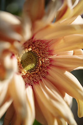 포토 JPG 꽃잎 한송이 그림자 근접촬영 사람없음 햇빛 소프트포커스 거베라 일산 국내포토 1 꽃 뷰포인트 촬영기법 태양 송이 경기도 파일형식