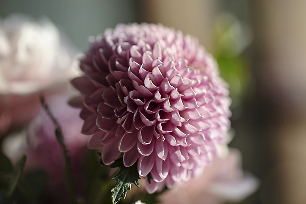 포토 JPG 꽃 분홍색 실내 근접촬영 사람없음 아웃포커스 달리아 일산 국내포토 식물 뷰포인트 컬러 촬영기법 내부 경기도 파일형식